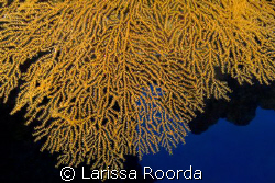 Great Barrier Reef Sea Fan. by Larissa Roorda 